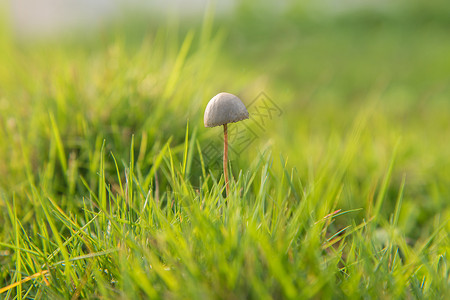 野生菌类阳光下的蘑菇背景