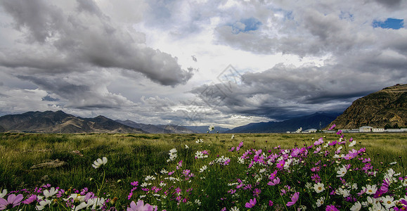 西藏日喀则格桑花白云高清图片素材