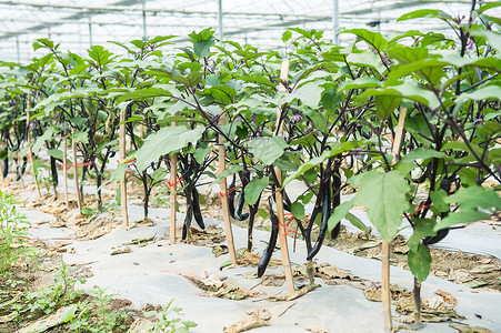 茄子种植大棚图片