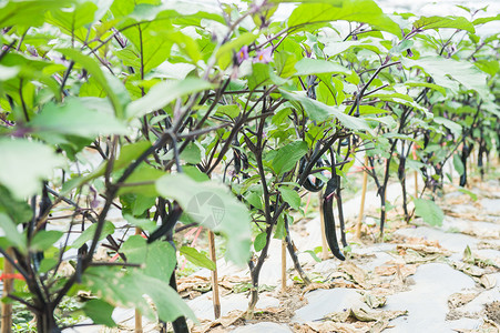 茄子种植大棚绿色蔬菜高清图片素材