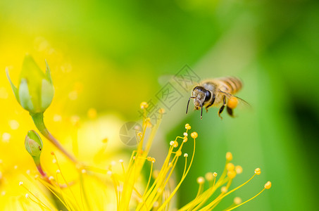 蜜蜂采花蜜生态蜂蜜高清图片