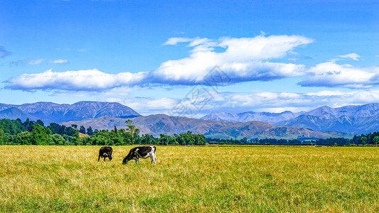 牧场奶牛摄影新西兰高山下的牧场背景