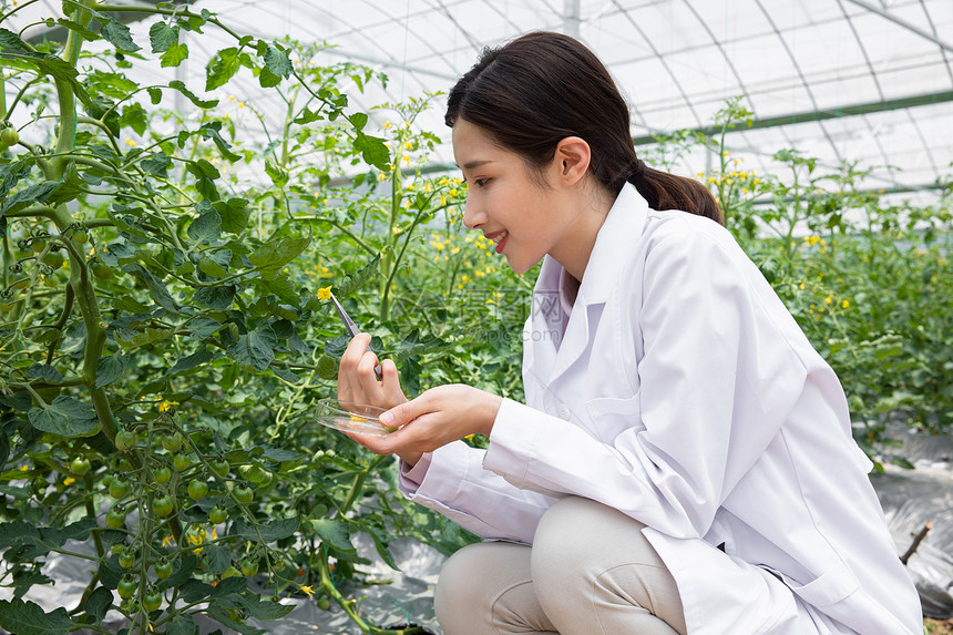 农业科研人员使用镊子观察植物图片