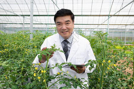 蔬菜大棚内观察植物的农业科学家图片