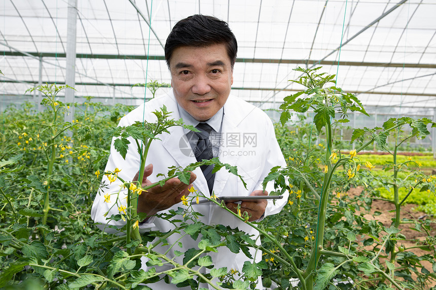 蔬菜大棚内观察植物的农业科学家图片