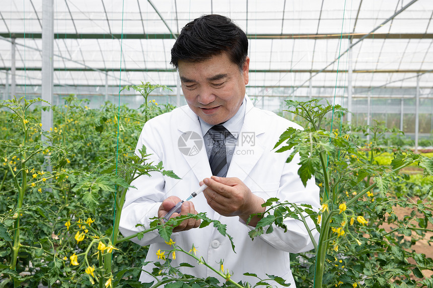 农业培育科学家给植物注射药剂图片