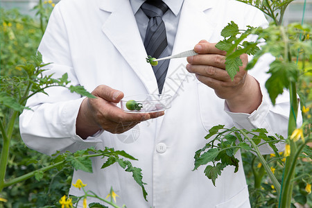 使用镊子观察植物的农业培育科学家高清图片