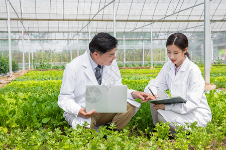 蔬菜大棚内科研探讨的农业培育科学家高清图片