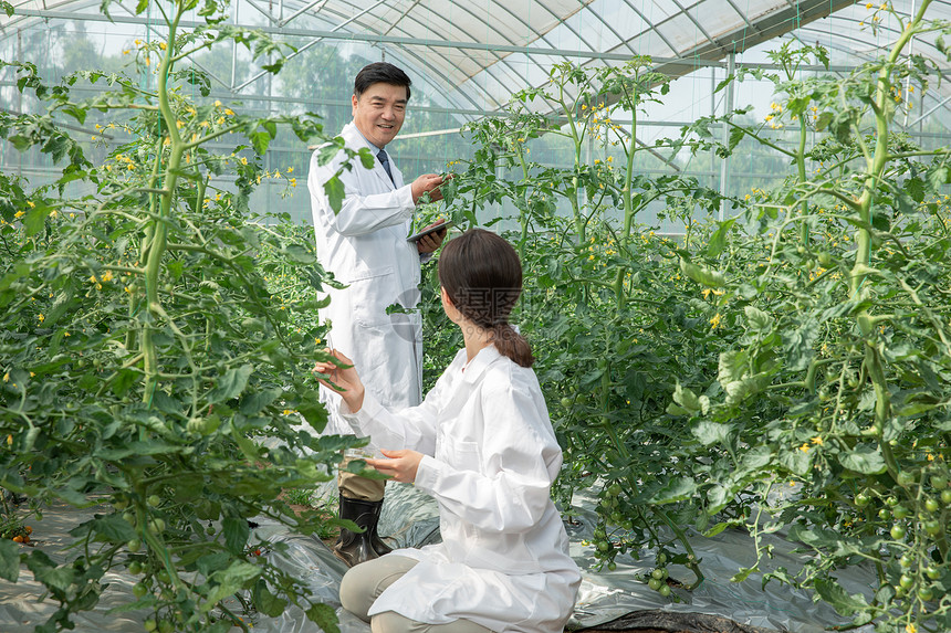 大棚内收集样本的农业培育科学家图片