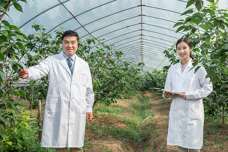 大棚内观察讨论的农业培育科学家图片