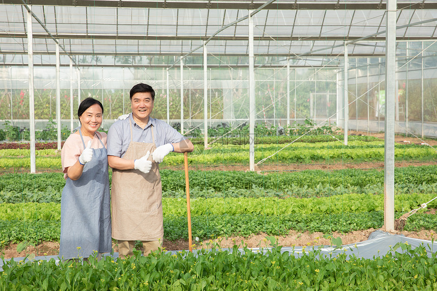 蔬菜大棚里的农业夫妇点赞图片