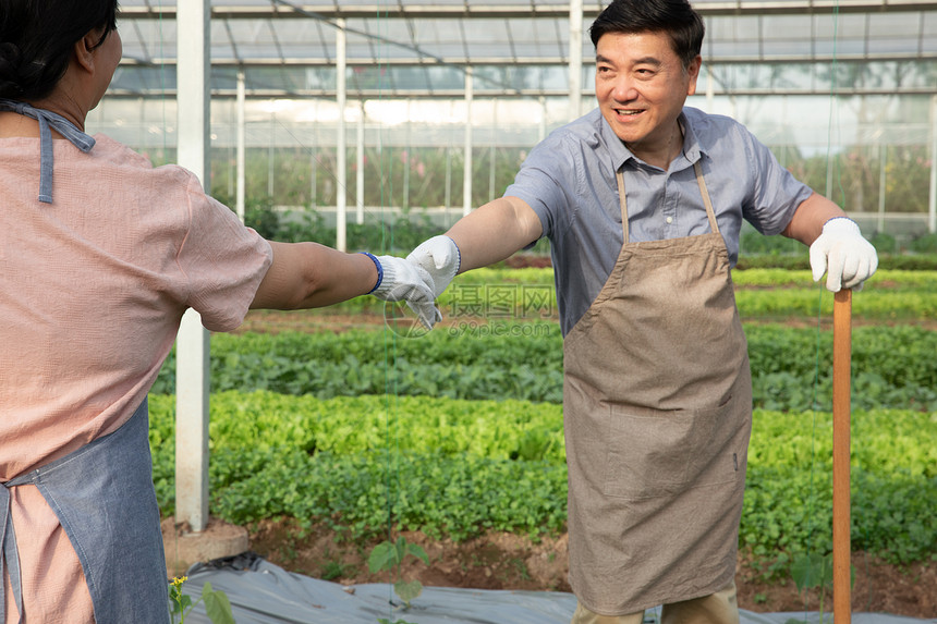 蔬菜大棚里握手合作的农民图片