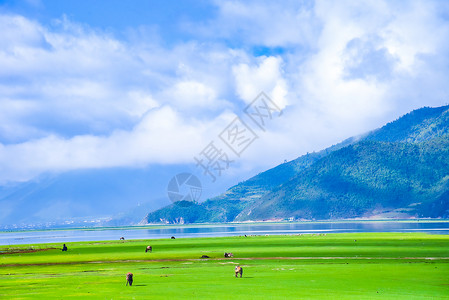 云南花语牧场香格里拉纳帕海风景区背景