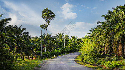 热带雨林中的道路图片