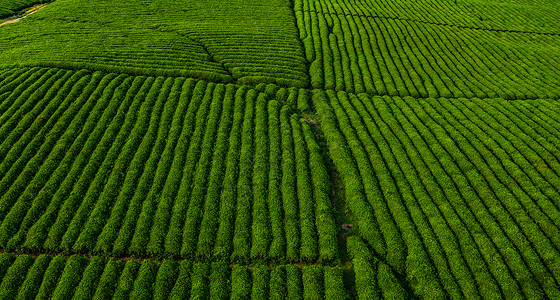 贵州茶航拍全景贵州白茶茶园背景