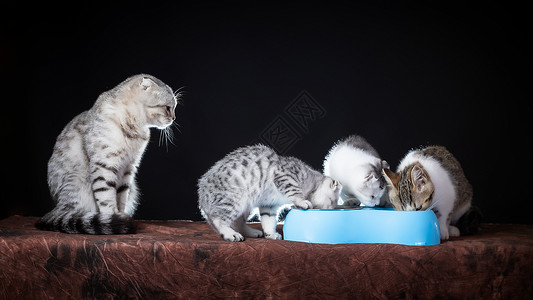 三只小猫折耳猫吃猫粮背景