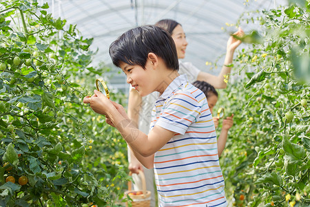 小男孩和小女孩用放大镜观察蔬菜高清图片