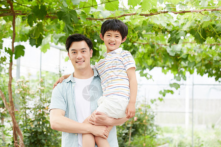葡萄树下爸爸和小男孩在葡萄园观察葡萄背景