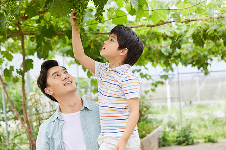 年轻爸爸抱着男孩摘葡萄高清图片