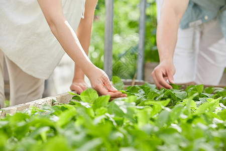 年轻夫妻在菜园采摘蔬菜高清图片