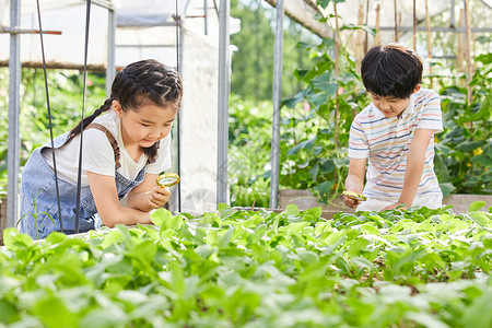小男孩和小女孩用放大镜观察蔬菜高清图片