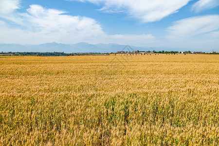 秦岭山下的麦田农业高清图片素材