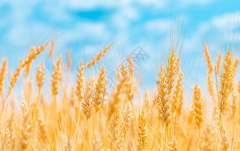 小麦收获麦子高清图片