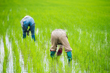 农民稻田插秧背景图片