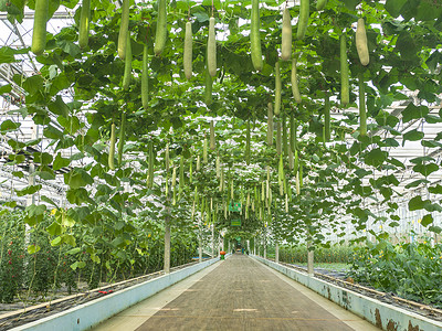 大棚农业种植基地蔬菜走廊背景图片