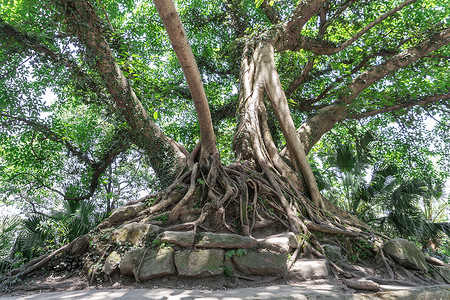 树根古树背景