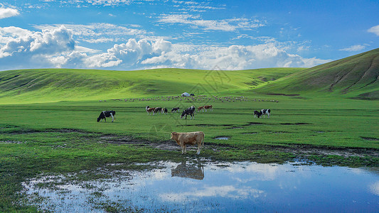 北欧牛呼伦贝尔草原河边的牛群背景
