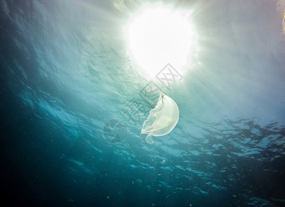塑料海底印度洋海底下的水母背景