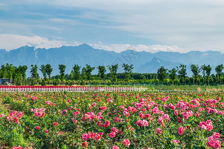 月季花园月季花园高清图片