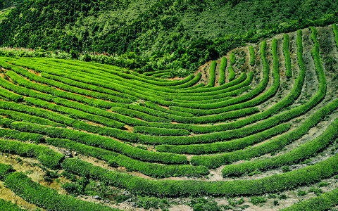 茶叶园航拍网红长龙茶山背景