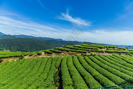 茶叶园福州网红长龙茶山背景