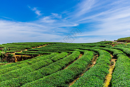 茶叶园福州网红长龙茶山背景