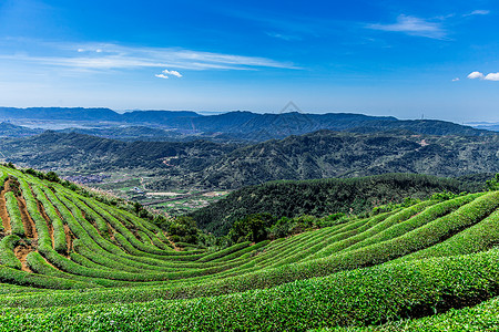 茶叶园福州网红长龙茶山背景