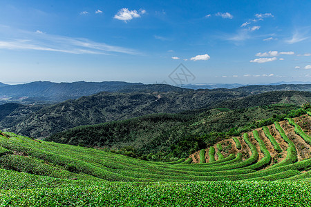 福州网红长龙茶山高清图片