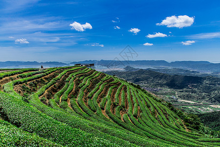 茶叶园福州网红长龙茶山背景