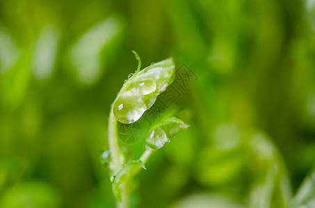 火龙果苗豌豆苗发芽背景