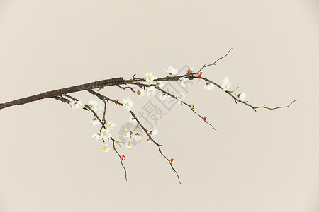 梅花树枝素材背景图片
