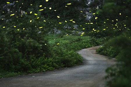 乡间小路上的萤火虫高清图片