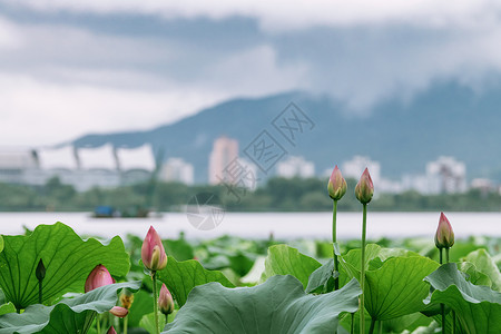 处暑风景夏天南京玄武湖的荷花与紫金山的云海背景