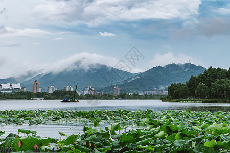 夏天南京玄武湖的荷花与紫金山的云海大暑高清图片素材