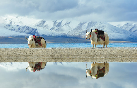 柴茶卡盐湖牦牛图片背景