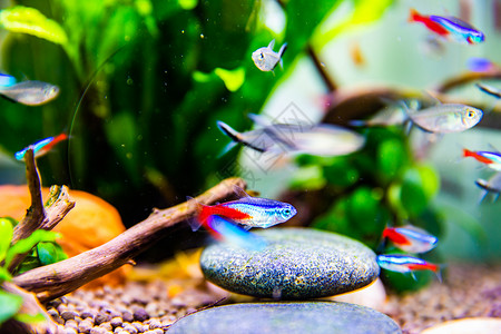 鱼缸里的小鱼家养热带鱼缸红绿灯鱼背景