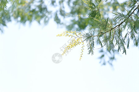 树梢上的小花花草树木高清图片素材