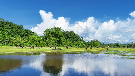 牧场池塘背景图片