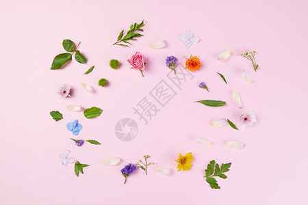 色彩静物花朵背景图片