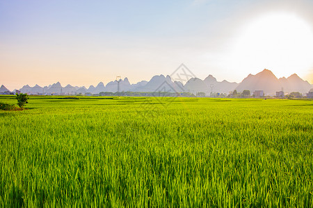 绿稻夏季绿油油的稻谷背景